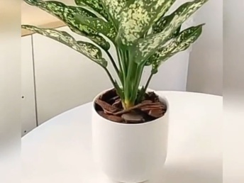 北京綠植花卉銷售新趨勢(shì) 年宵花卉與禮品花卉的市場(chǎng)融合與發(fā)展